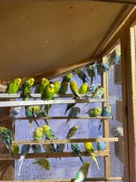 Colourful Budgies 