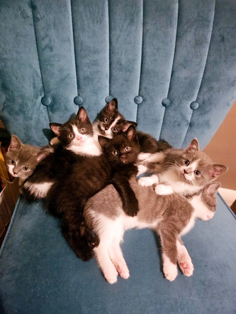 Beautiful British Short haired mixed breed kittens 
