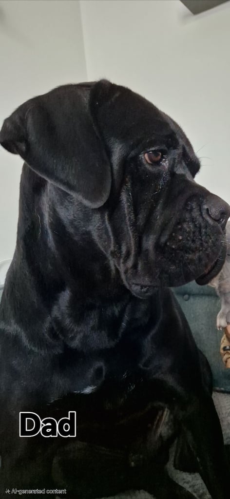 Beautiful Cane Corso Puppies