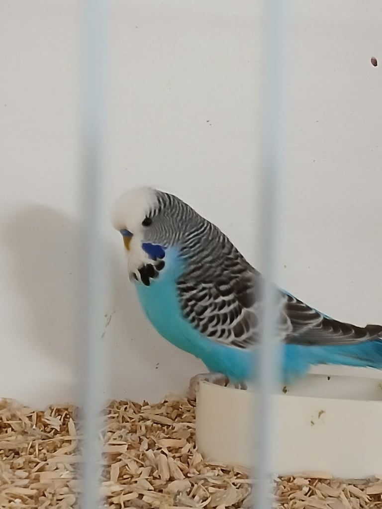 Budgies for sale