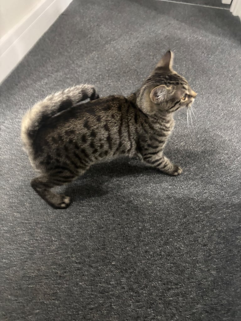 OPEN TO OFFERS ! WITH CARRIER AND LITTER BOX ! month male tabby kitten