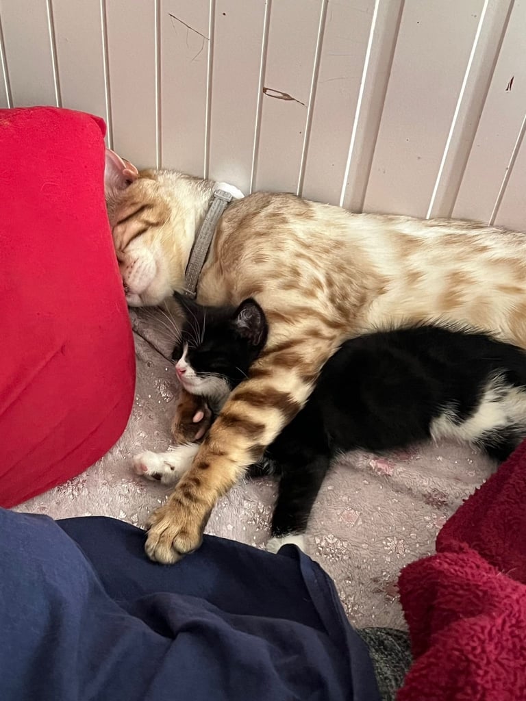 Bengal snowy white male cat 