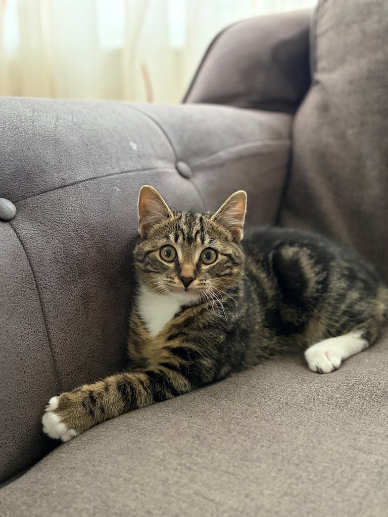 Kitten boy