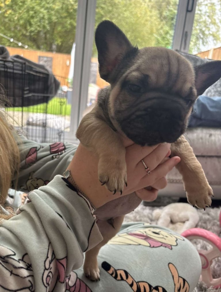 Frenchie puppies