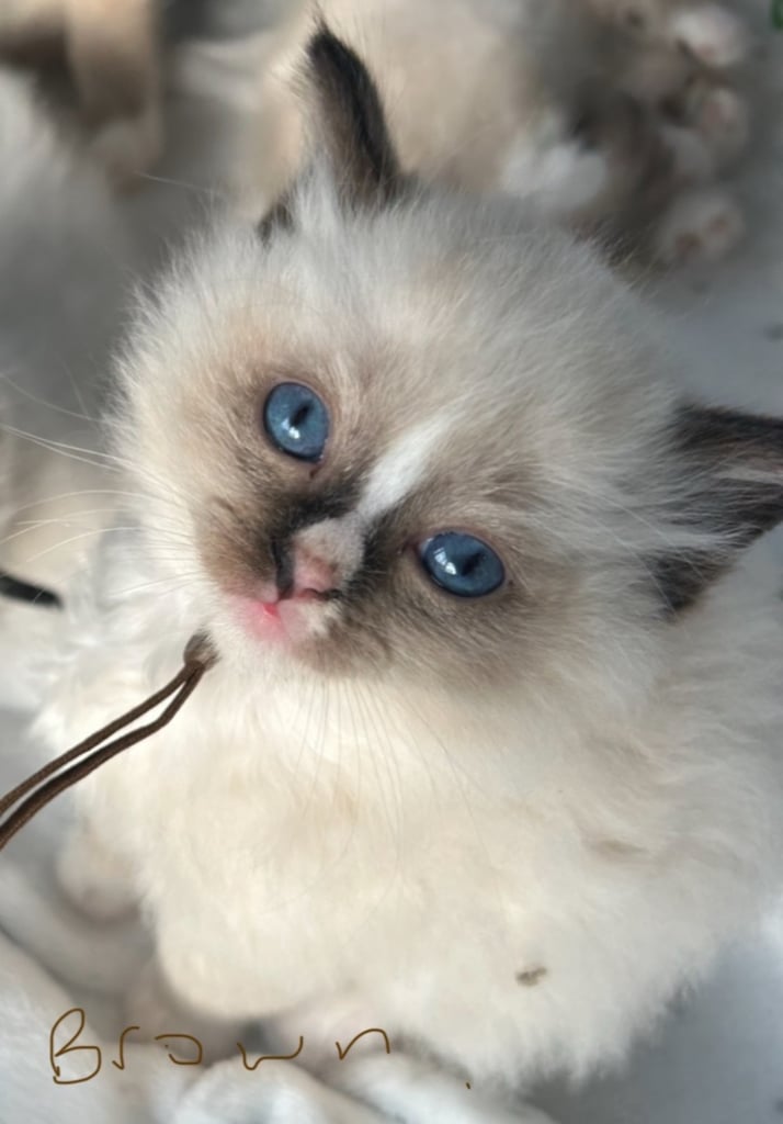 image for Ragdoll - Ready now
