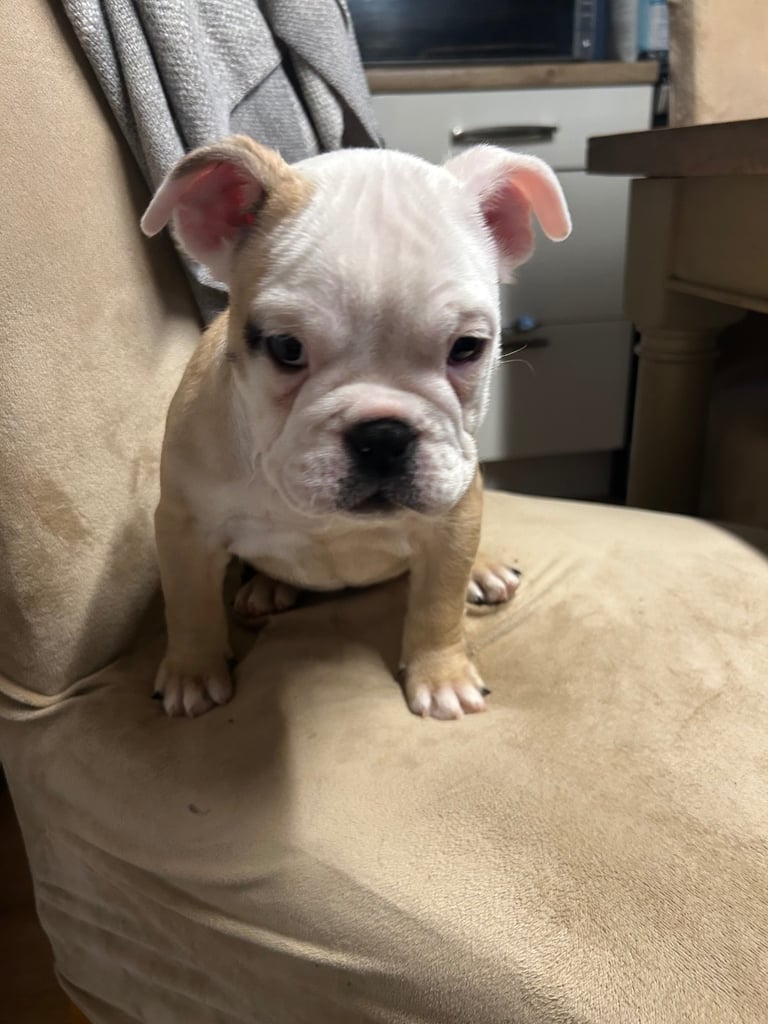 Beautiful English bulldog puppy female