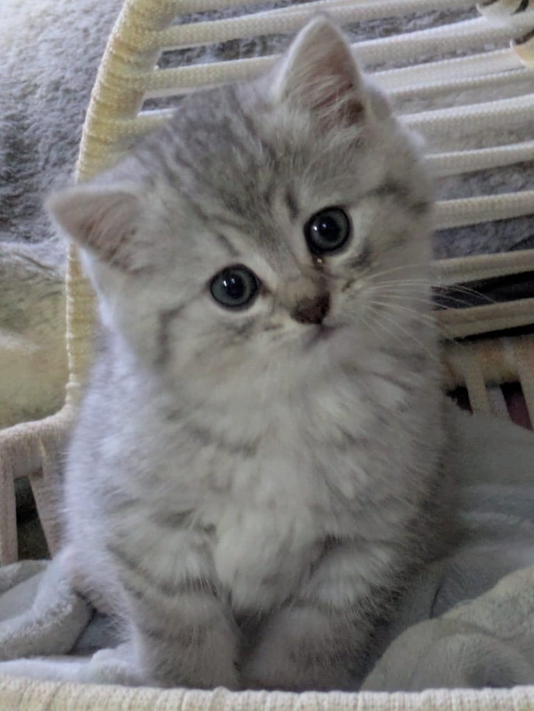 GORGEOUS CHINCHILLA PERSIAN CROSS SHORTHAIR KITTENS 3 BOYS 