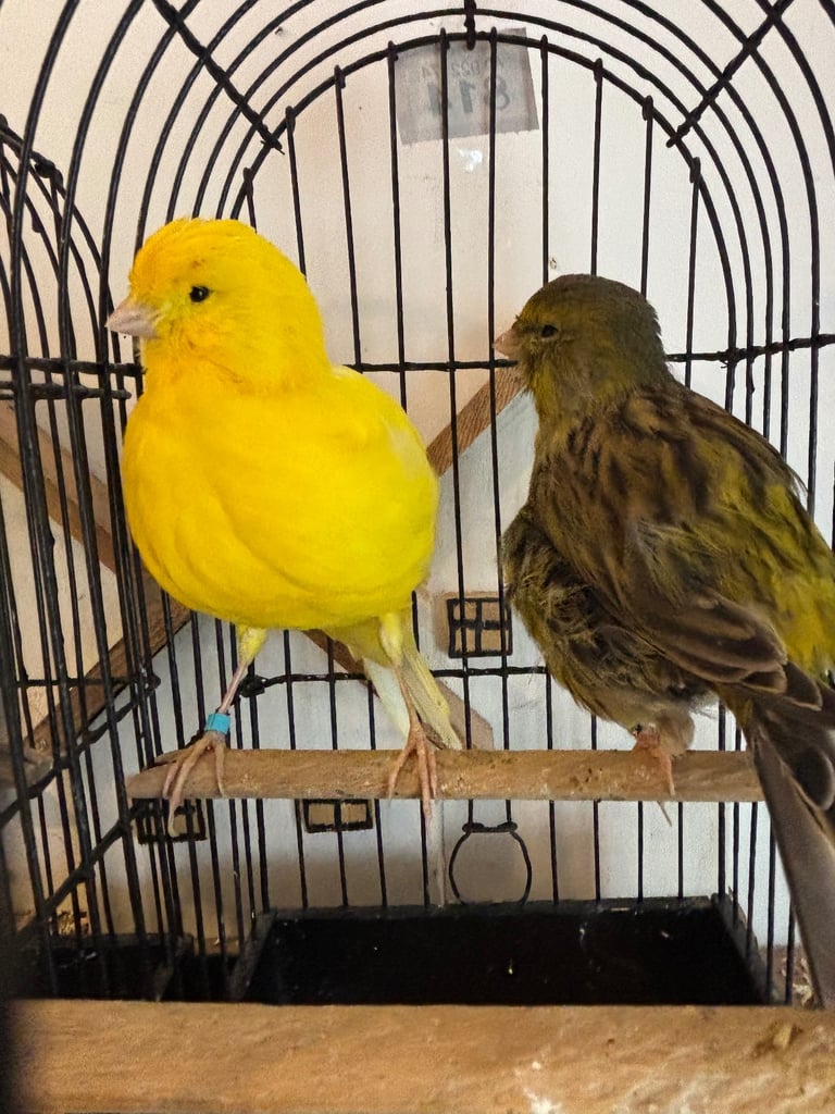 Gorgeous fife and border canaries