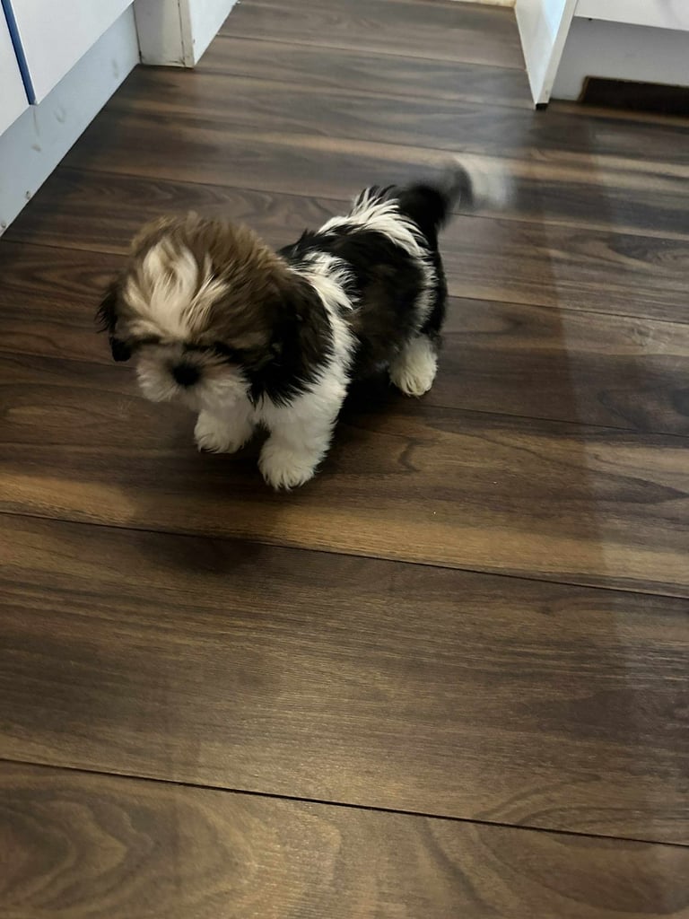 Shihtzu