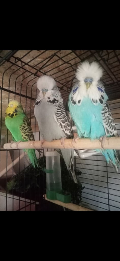 Exhibition Budgies 