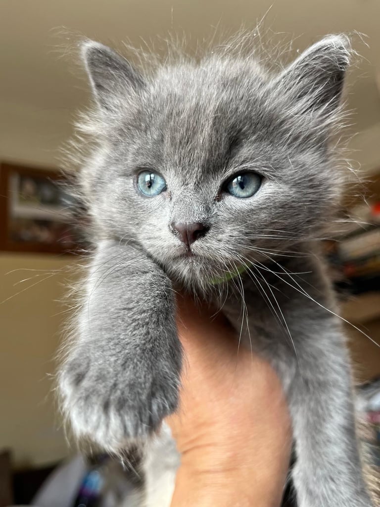 Russian Blue Kitten for sale