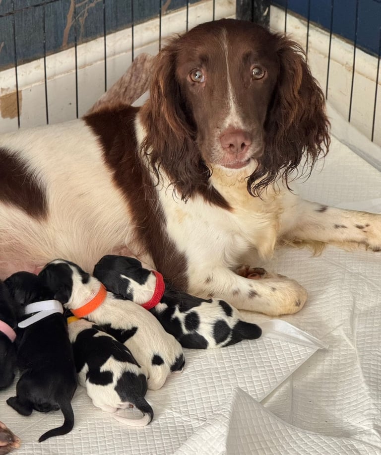 1 Outstanding Sprocker Spaniel girl puppy left 