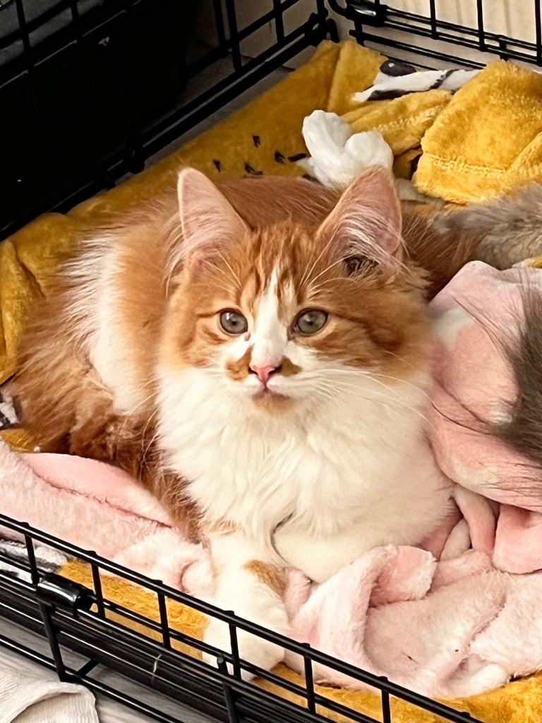 Long haired & short hair female kittens