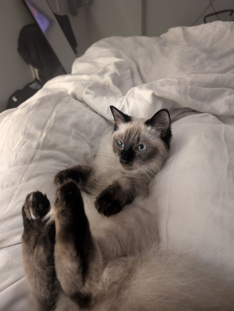 Chocolate point ragdoll