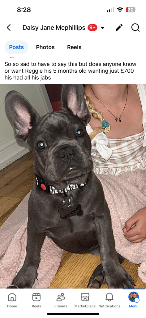 French bulldog 5 months old boy