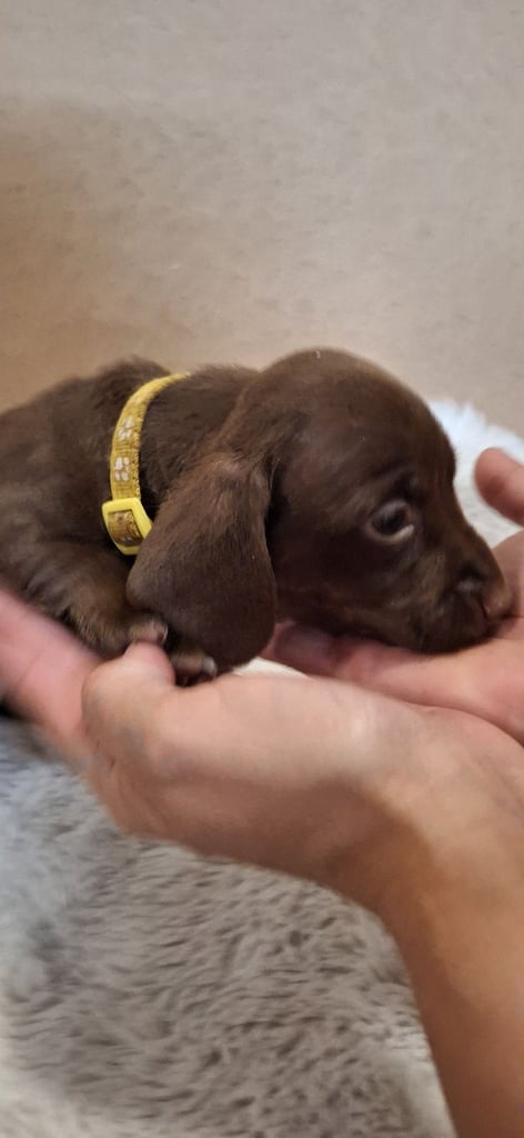 Miniature dachshund's READY TO GO
