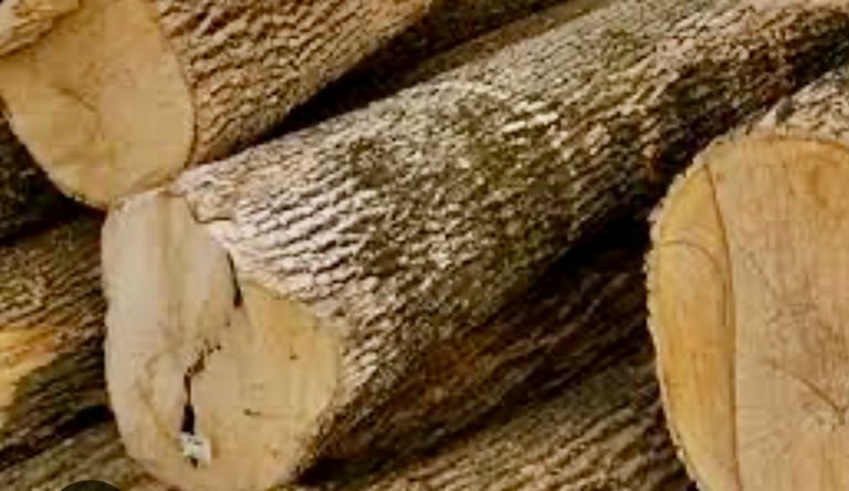 Ash wood for logs. 