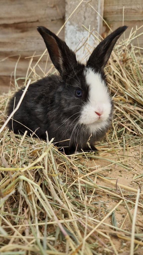 Gorgeous baby rabbits looking for their loving homes
