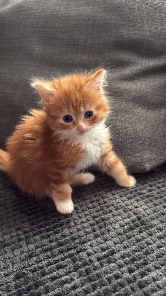 2kittens 1 boy fluffy one and a girl