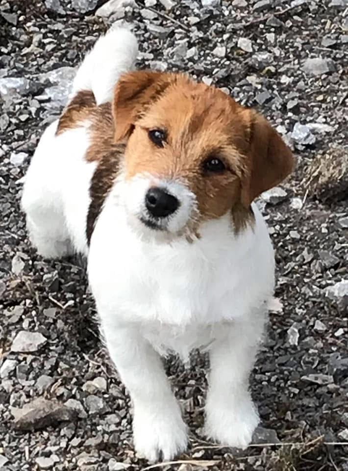 Outstanding Pedigree Jack Russell Puppies