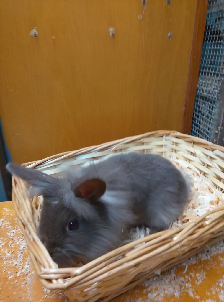 Lionhead Rabbits