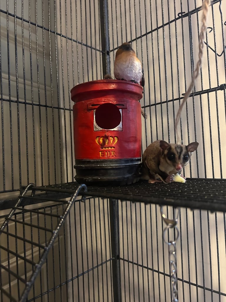 2 male sugar gliders
