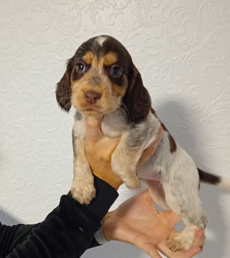 image for Cocker spaniels puppies 