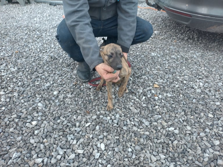 Whippet puppy