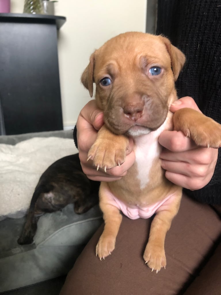 Staffordshire Bull Terrier x puppies for sale