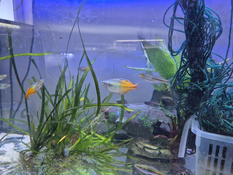 image for Fish, shrimp and plants for sale