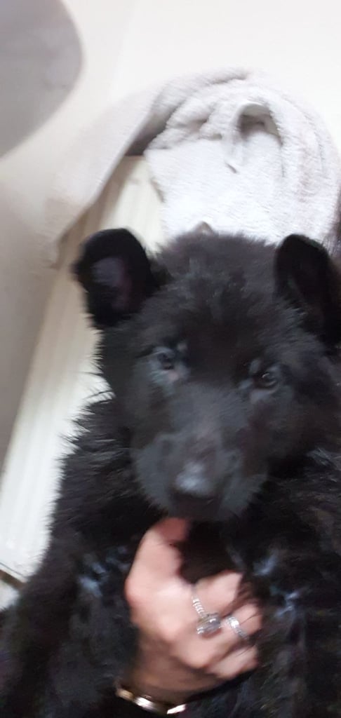 German Shepherd puppy  for sale 