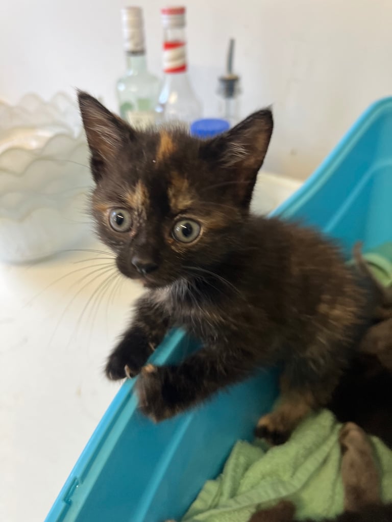 Tabby Kitten Ready to Go ! 