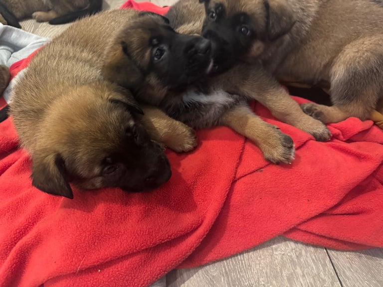 8 beautiful Malisheps