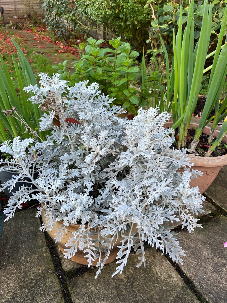 Ceramic Garden Planter with Evergreen Foliage | 30cm Diameter, 19cm Height | Winter ready