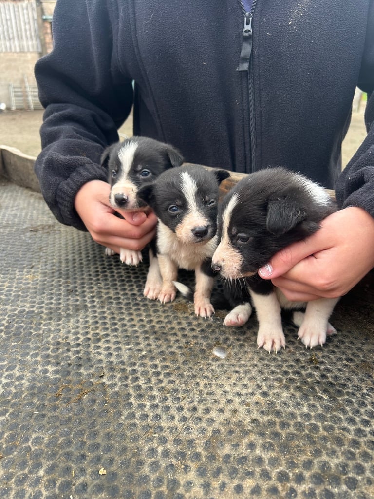 Border Collie pups 