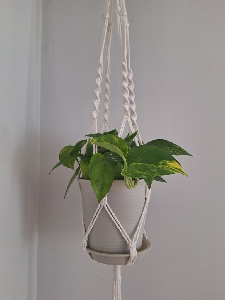 Macrame Hanging Devil's Ivy (Pothos)