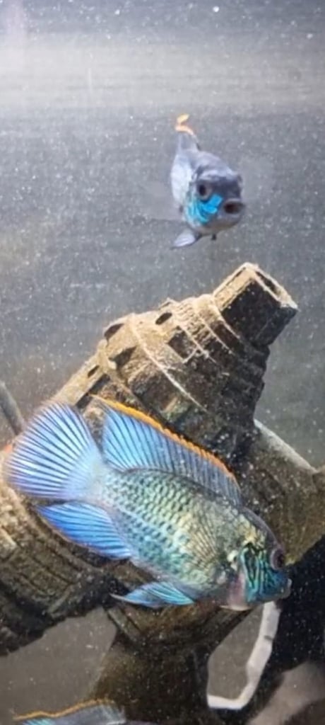 Stunning electric blue Acaras 