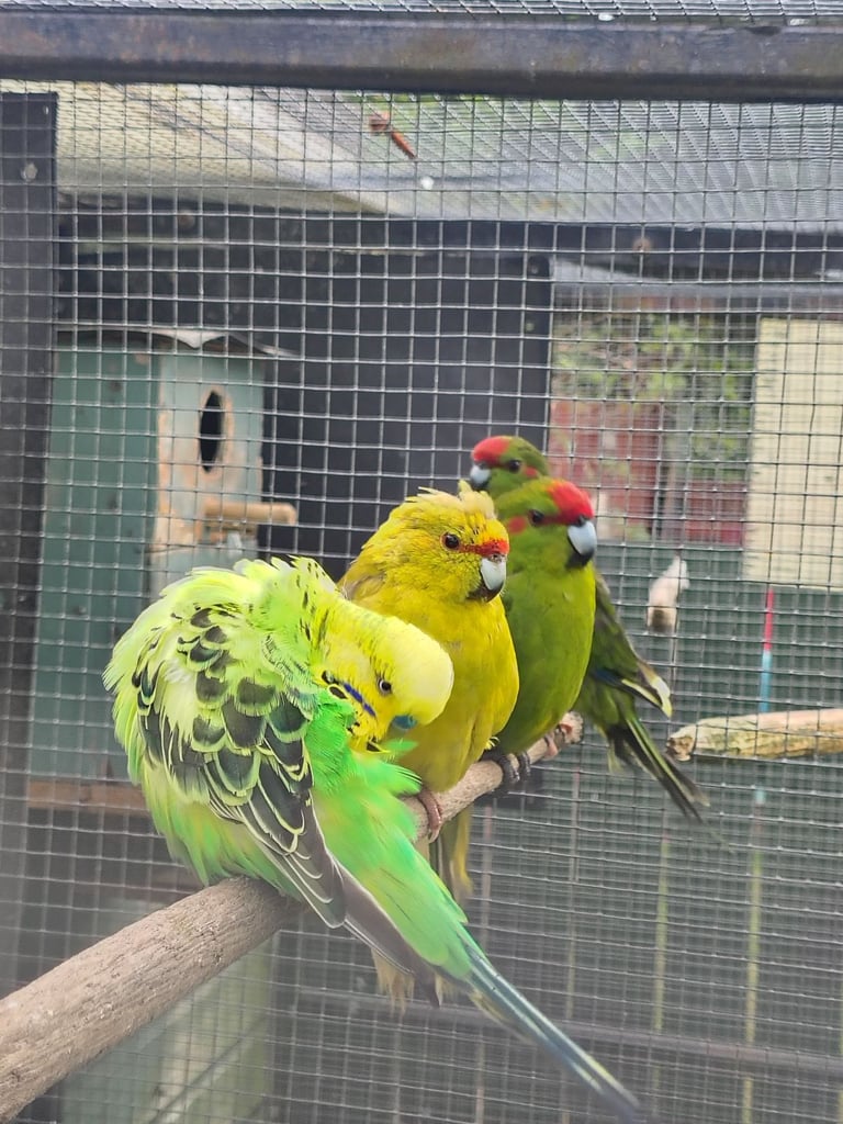 image for Budgies and kakariki birds for sale