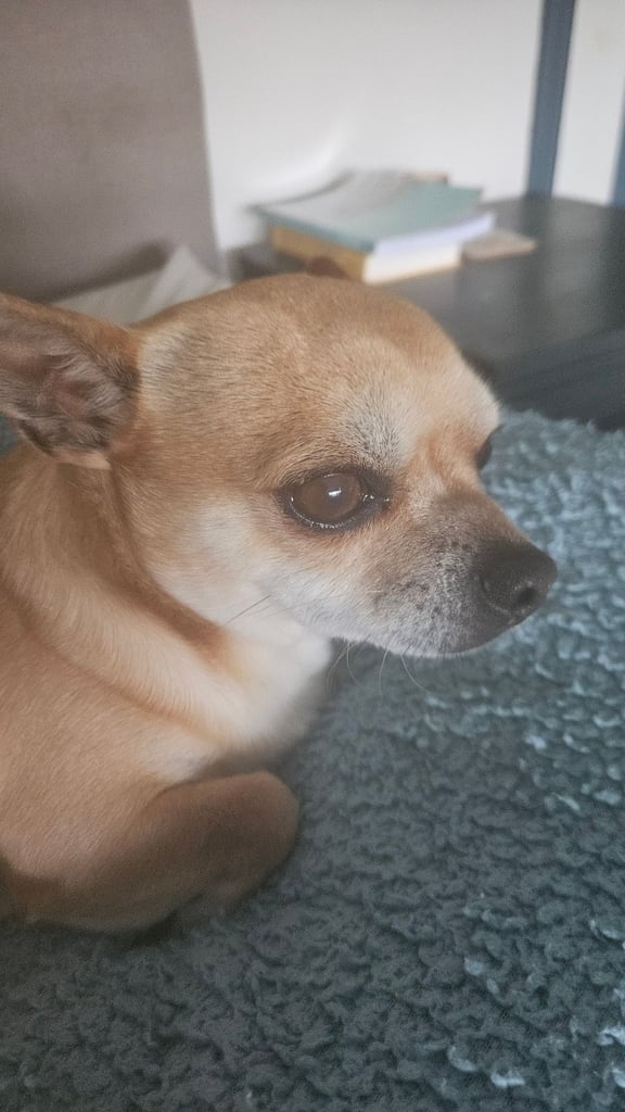 3/4 Chihuahua 1/4 Jack Russell Puppies for sale