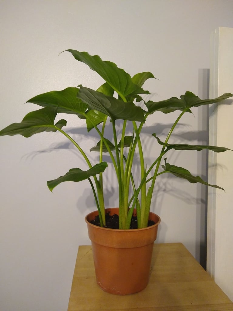 image for Zantedeschia aethiopica plant.