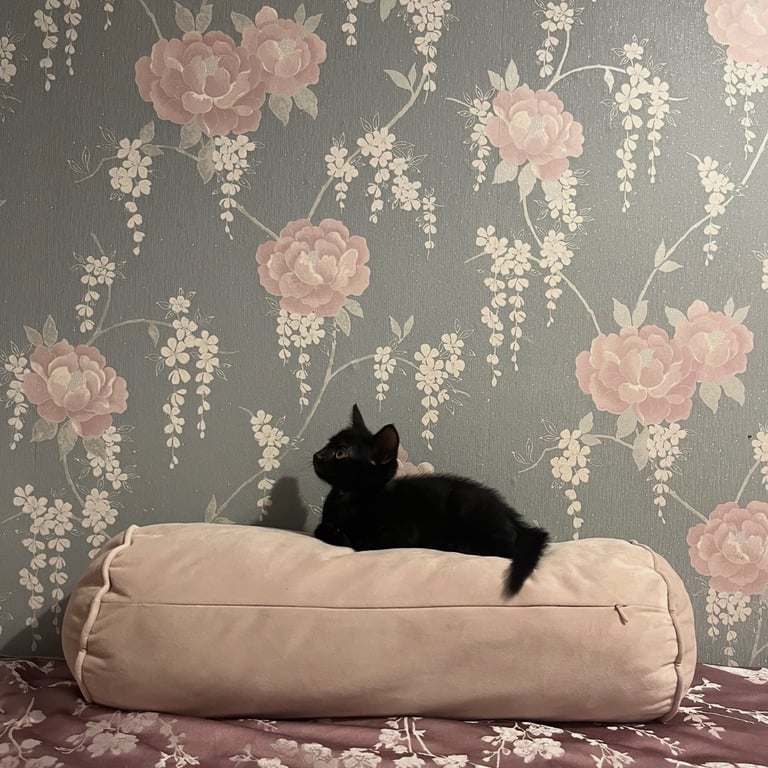 Sweet and Playful Black Male Kitten