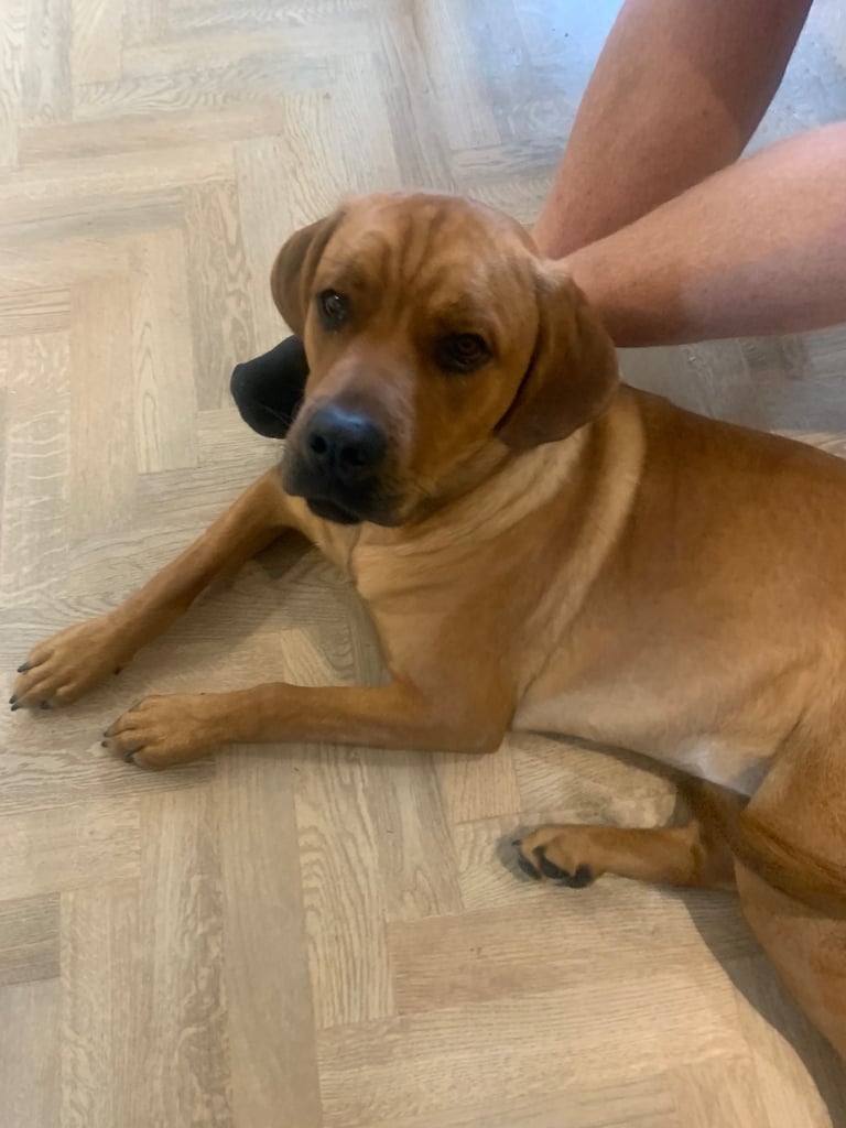 Forever home wanted 
