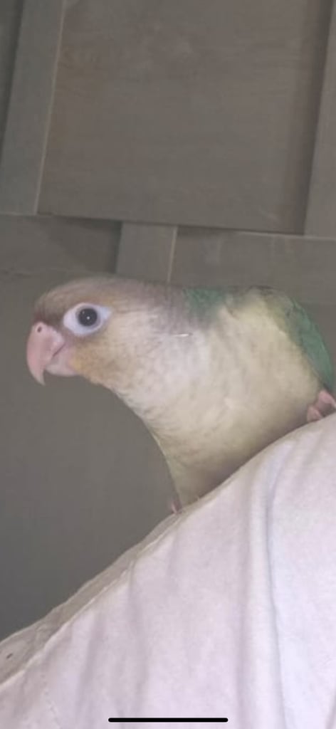 Conture parrot 