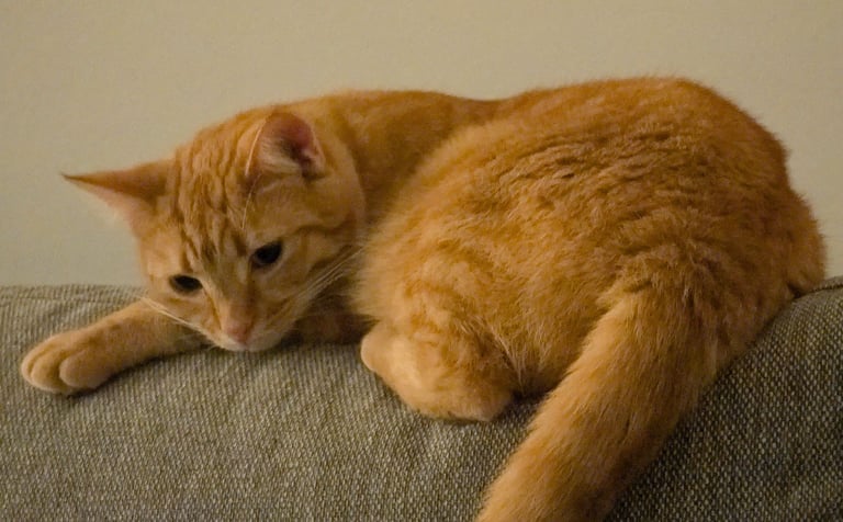 Missing cat in Parkhall area