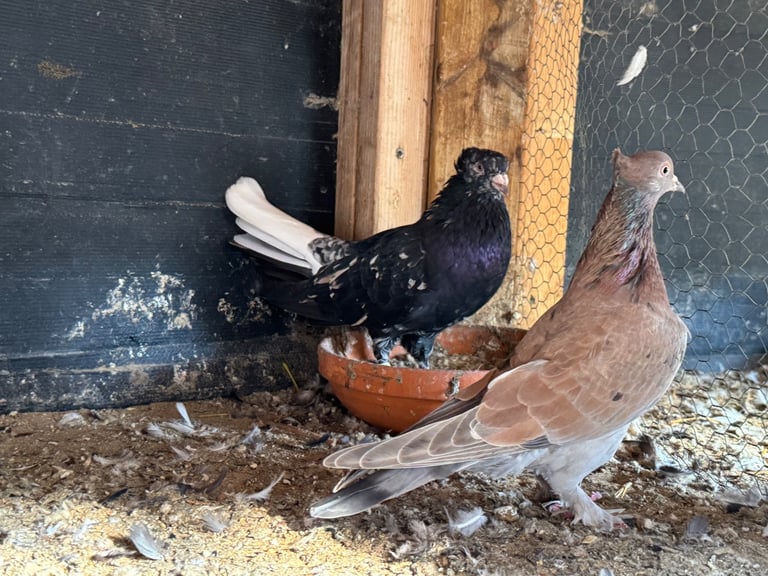 Iranian Pigeons For Sale