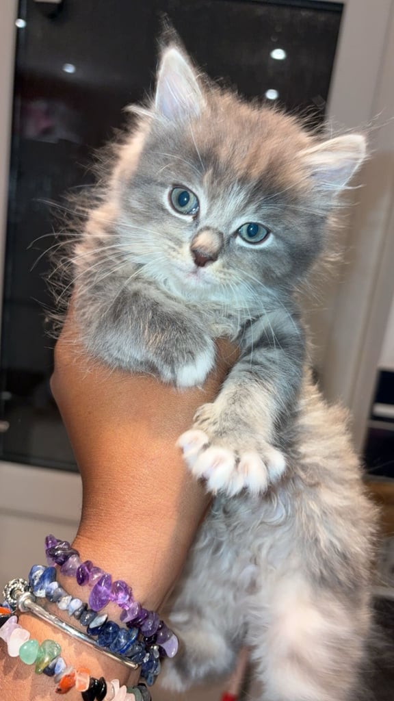 Grey kitten 