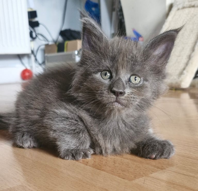 image for Adorable maincoon kitten looking for new home 