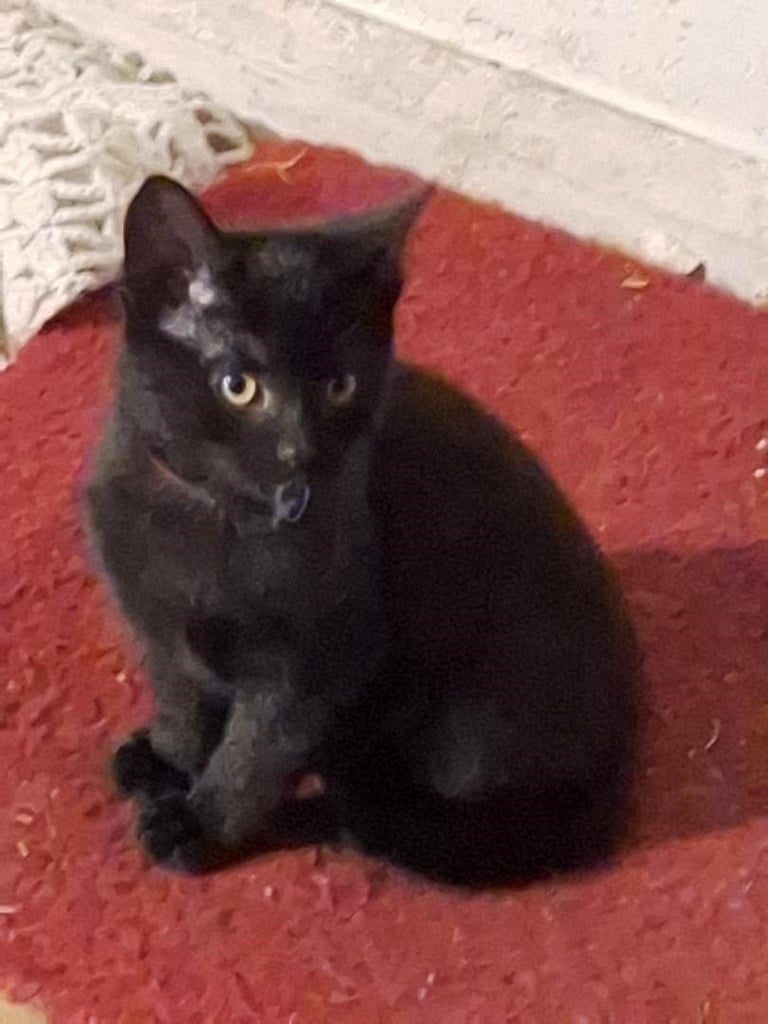 image for 2 beautiful kittens ready for a new home