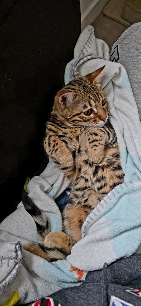 Bengal Female Kitten