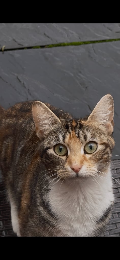 Cat for sale